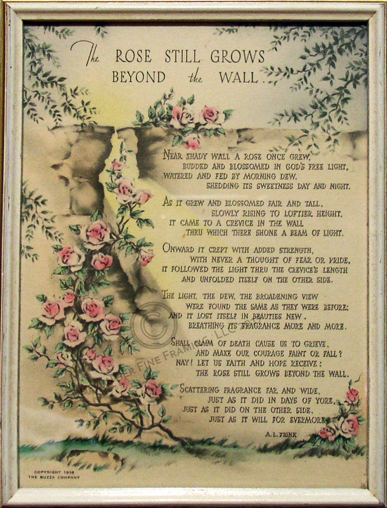 The Rose Beyond Garden Wall | Fasci Garden